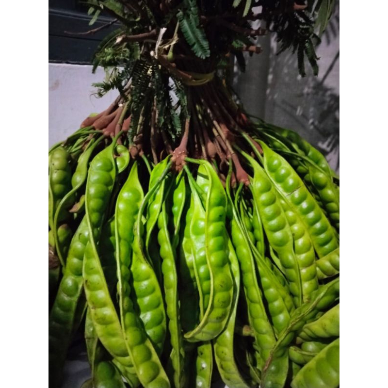 

PETE 10 PAPAN JAMINAN TERMURAH || JAMIN FRESH