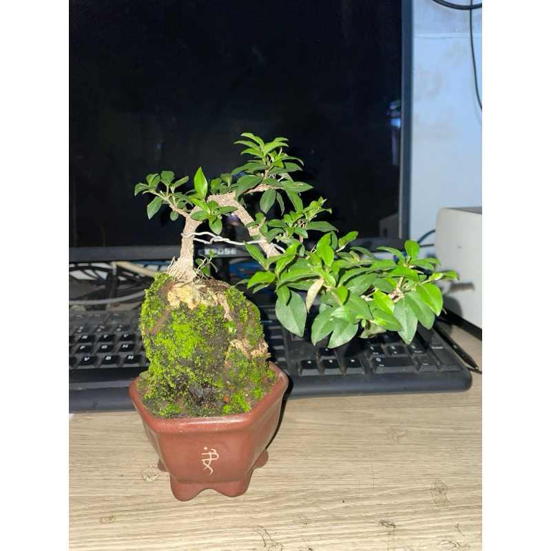 SAKURA POT KERAMIK SIAP PANJANG