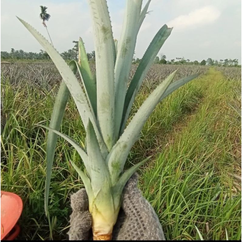 PROMO  BIBIT NANAS BOGOR ASLI TANPA DURI TERMURAH MURAH MERIAH NYAMAN DI KANTONG