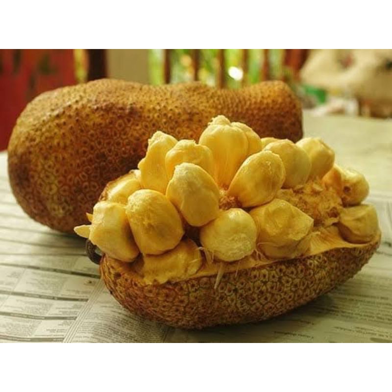 Bibit Nangkadak Batang Besar Sudah Pernah Berbuah