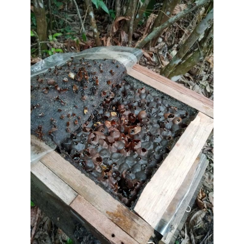 

Madu Murni 100% Kelulut Klanceng Trigona Itama Ukuran (1Kg) Asli Hutan Kalimantan
