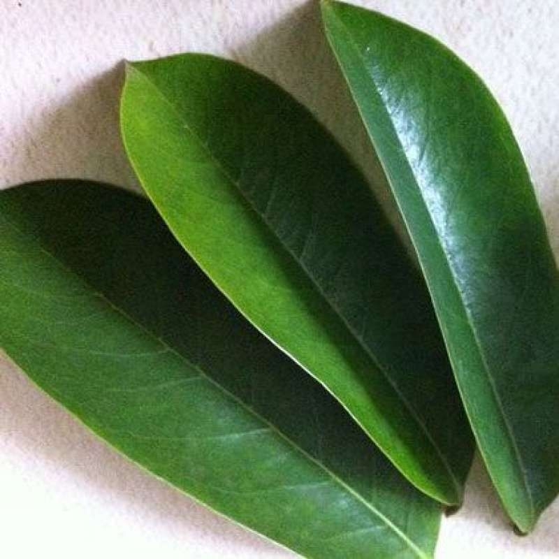 

Daun sirsak segar Fresh / 100 lembar di petik dadakan
