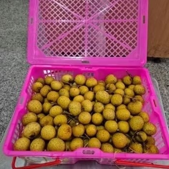 

Buah kelengkeng longan Bangkok super fresh manis -+3 kg