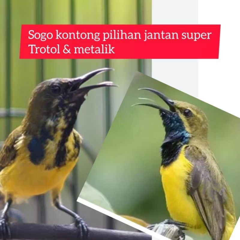 SOGON KONTONG PILIHAN JANTAN SUPER TROTOL & METALIK
