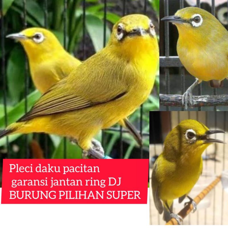 BURUNG PLECI DAKUN PACITAN PILIHAN JANTAN SUPER garansi ring DJ