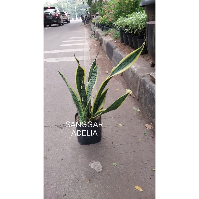 Tanaman hias Sensivera lidah mertua sansivera hiasan taman hiasan rumah bunga hias tanaman hias