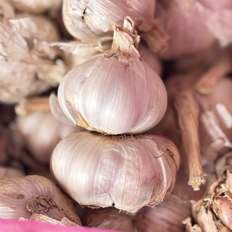 

Bawang Putih Super Berkualitas