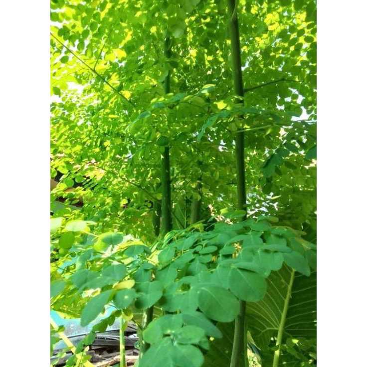 

Daun kelor (Moringa oleifera)