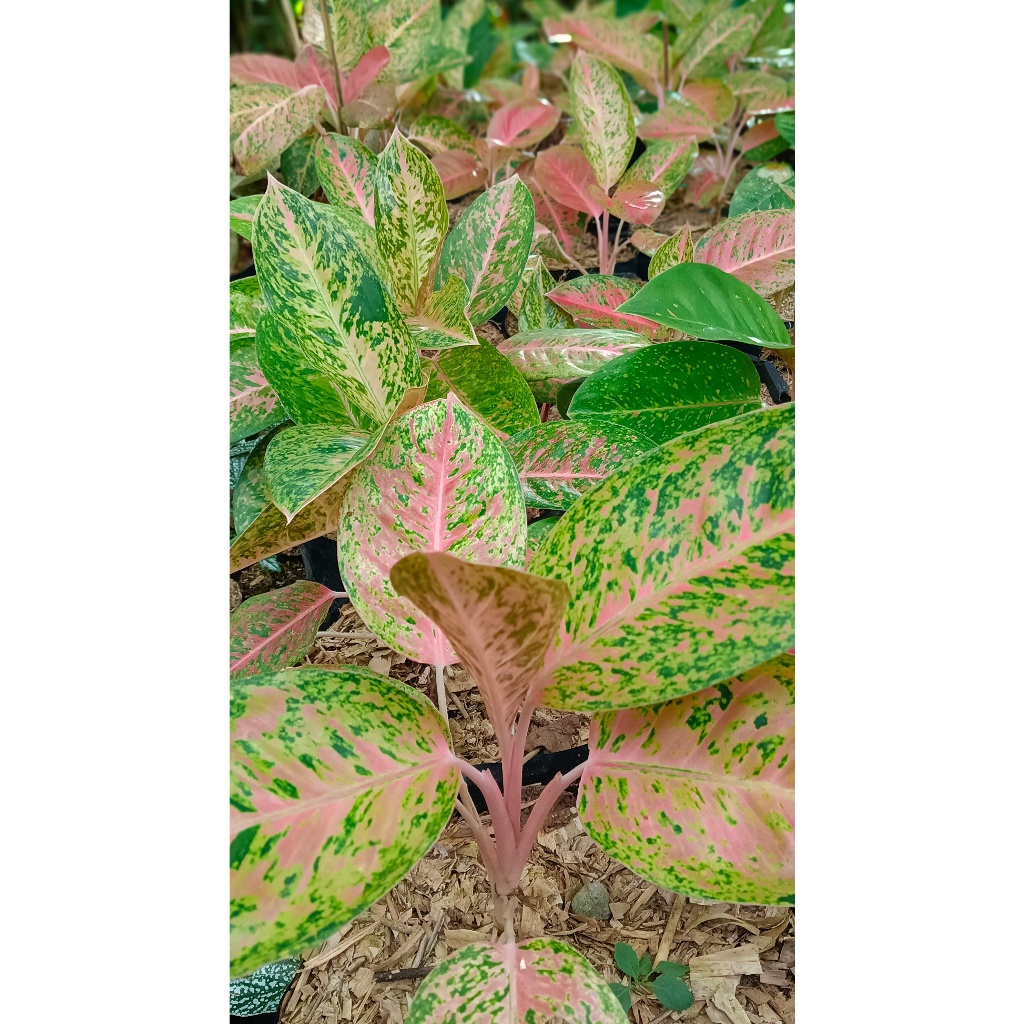 AGLAONEMA BIG ROY