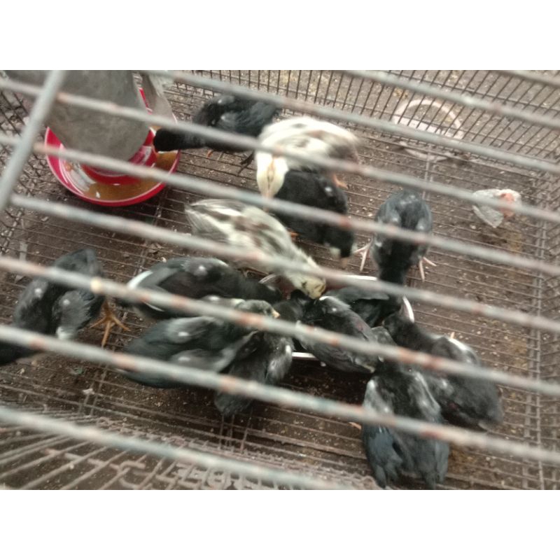 Anak ayam Bangkok Silangan Mangon usia 3 minggu