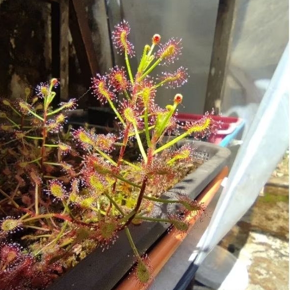 Drosera Madagaskar