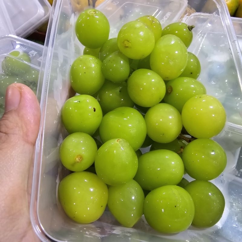 

Rontokan Muscat 500g