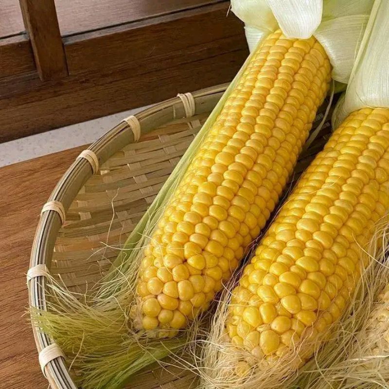 

500 gram jagung manis super kualitas A