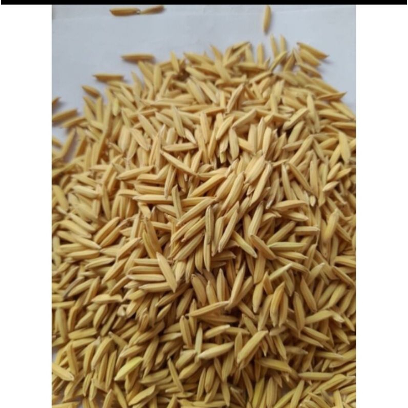 BENIH PADI BASMATI 2KG (basmati / baroma 1121)