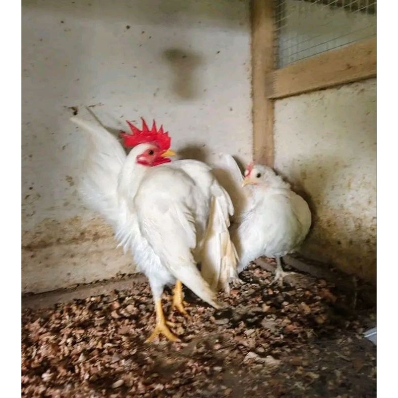 

telur fertil ayam seramah. untuk di tetaskan