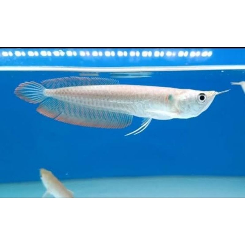 ikan arwana silver dan silver albino