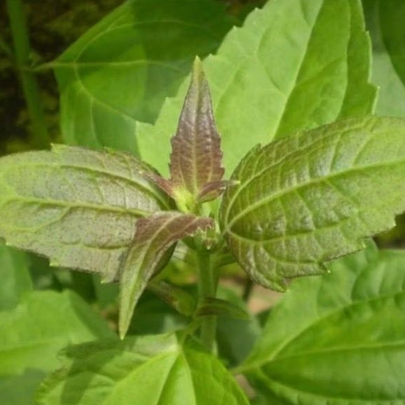 

Daun balakacida organik.herbal Alami 1 KG , pres, di ambil saat orderan masuk