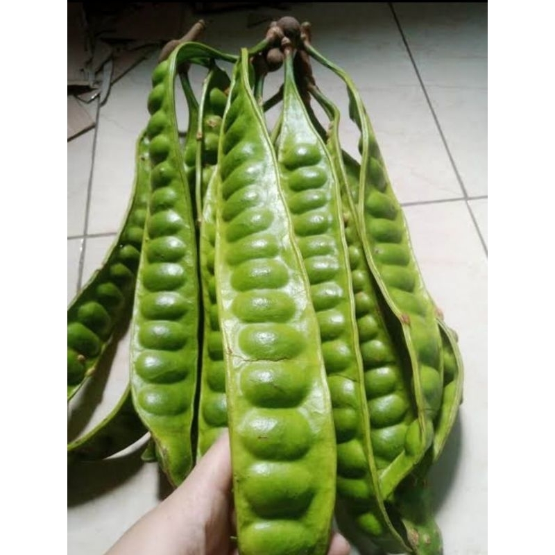 

Pete atau petai tua 1 ikat isi 15 harga 25.000