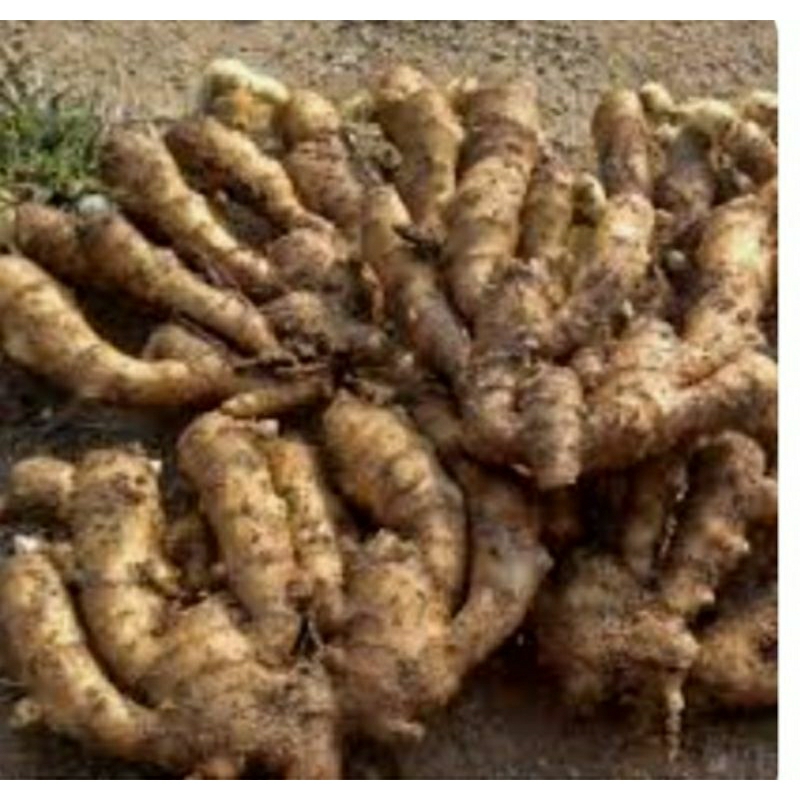 

Jahe segar 500 Gram