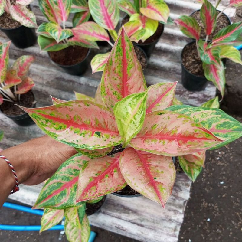 aglonema.LOD.. light of diamond