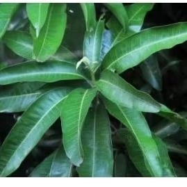 

daun mangga organik fresh 10 lembar