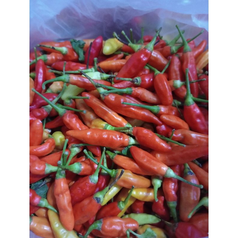 

CABAI SRET/CABAI KECIL PEDAS