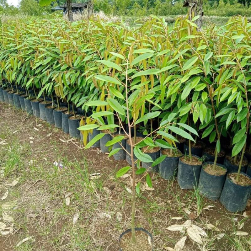 Bibit Durian Kura Kura Tinggi 80cm - 1Meter Hasil Okulasi