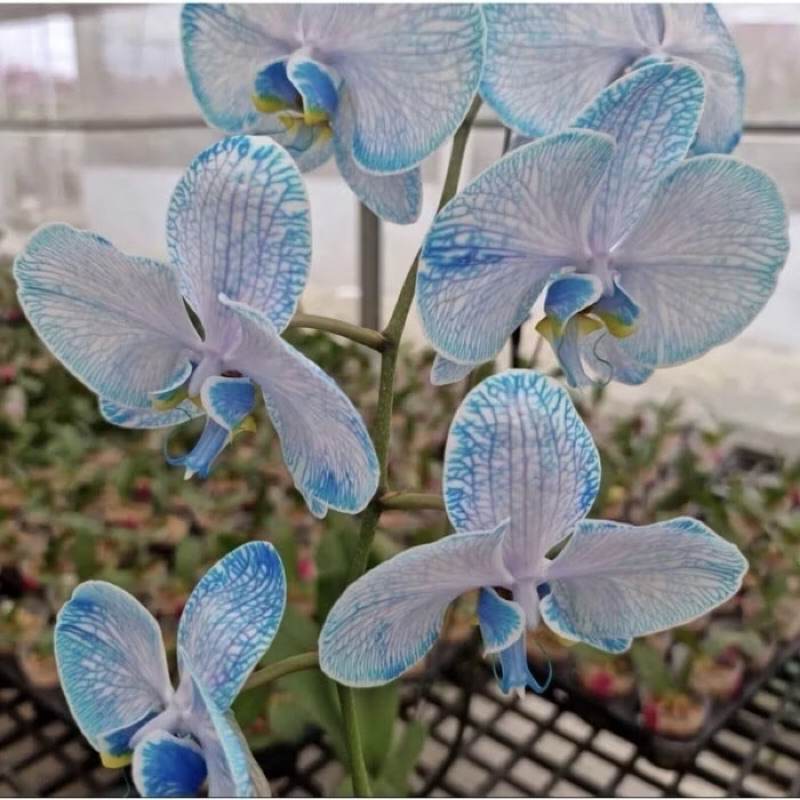 ANGGREK DENDROBIUM BLUE DEWASA