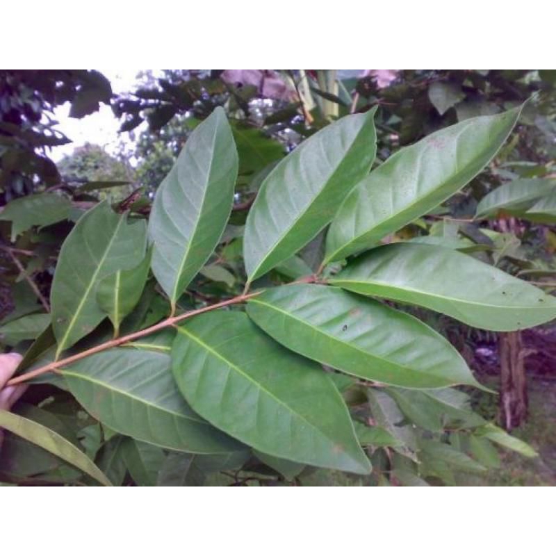 

daun salam fresh segar 15 lembar