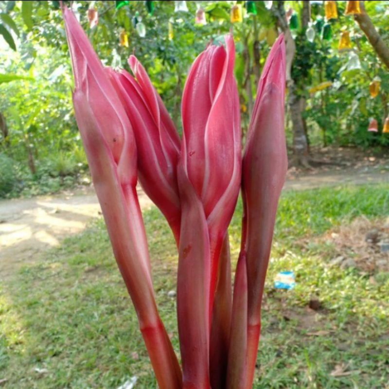 

BUNGA KECOMBRANG/BUNGA KUNCUP/BUNGA HONJE MERAH 3 PCS