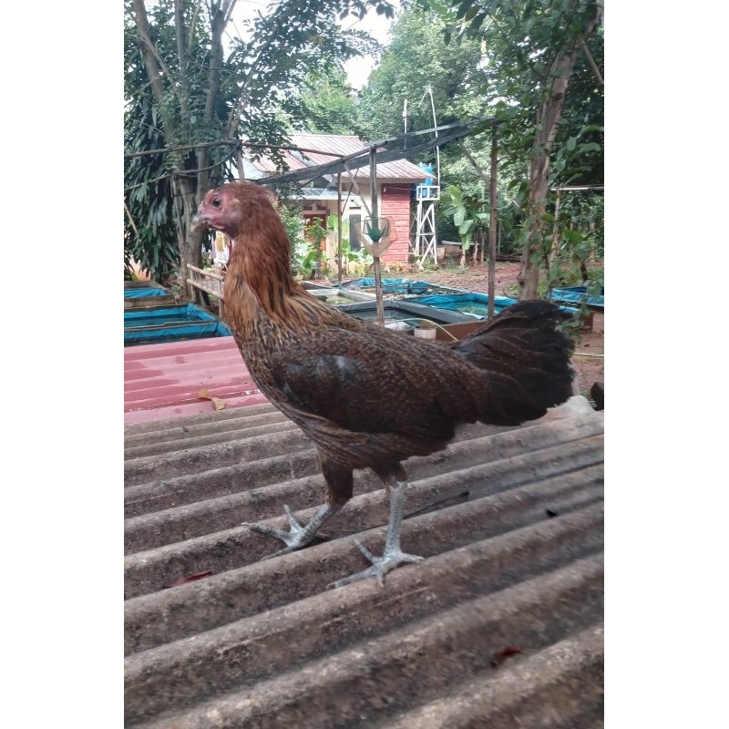 ayam pelung betina