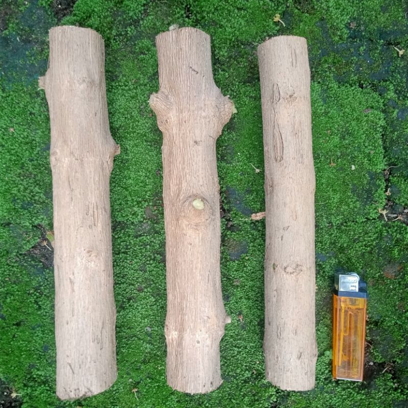 Sancang Paket Batang Besar Fresh Cutting