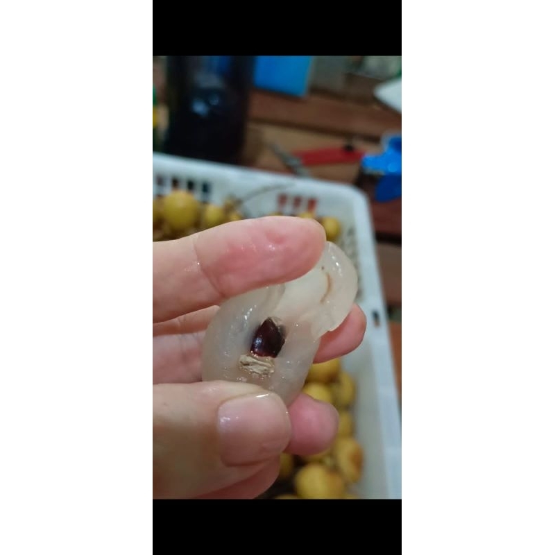

Lengkeng Thailand Daging Tebal