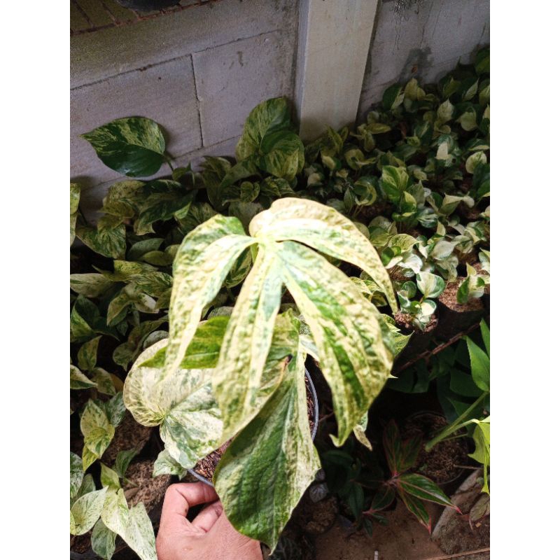 Tanaman hias amidrium zipilianum Varigated/tanaman hias amidrium