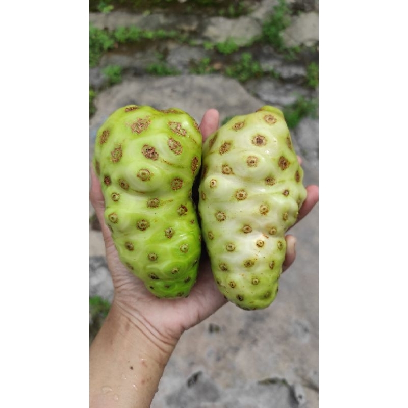 

BUAH MENGKUDU / BENTIS / PACE SEGAR HERBAL 1KG