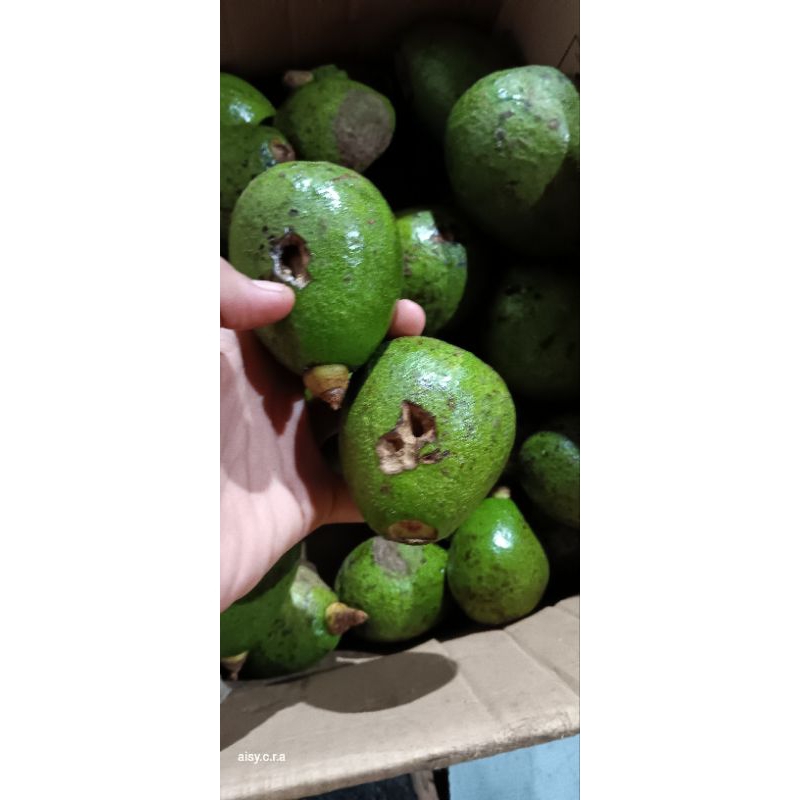 

ALPUKAT KECIL CACAT KERING 1KG SESI LIVE REAL PICTURE