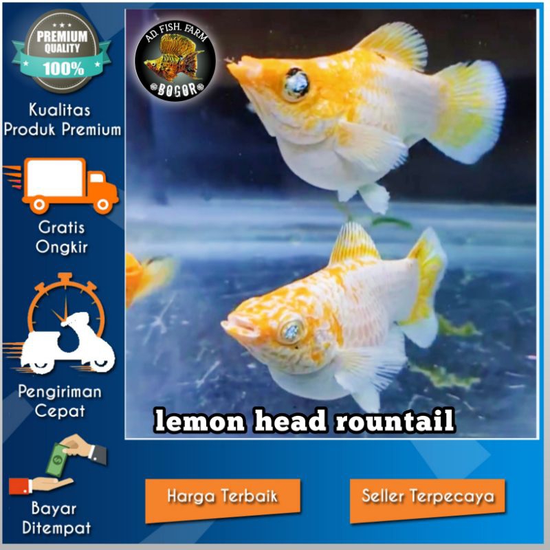 molly lemonhead Rountail mata crystal ornamen aquarium