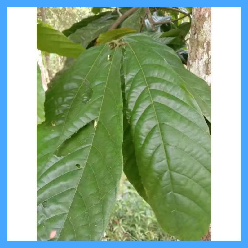 

Daun Coklat segar herbal alami (paket 25 lembar)