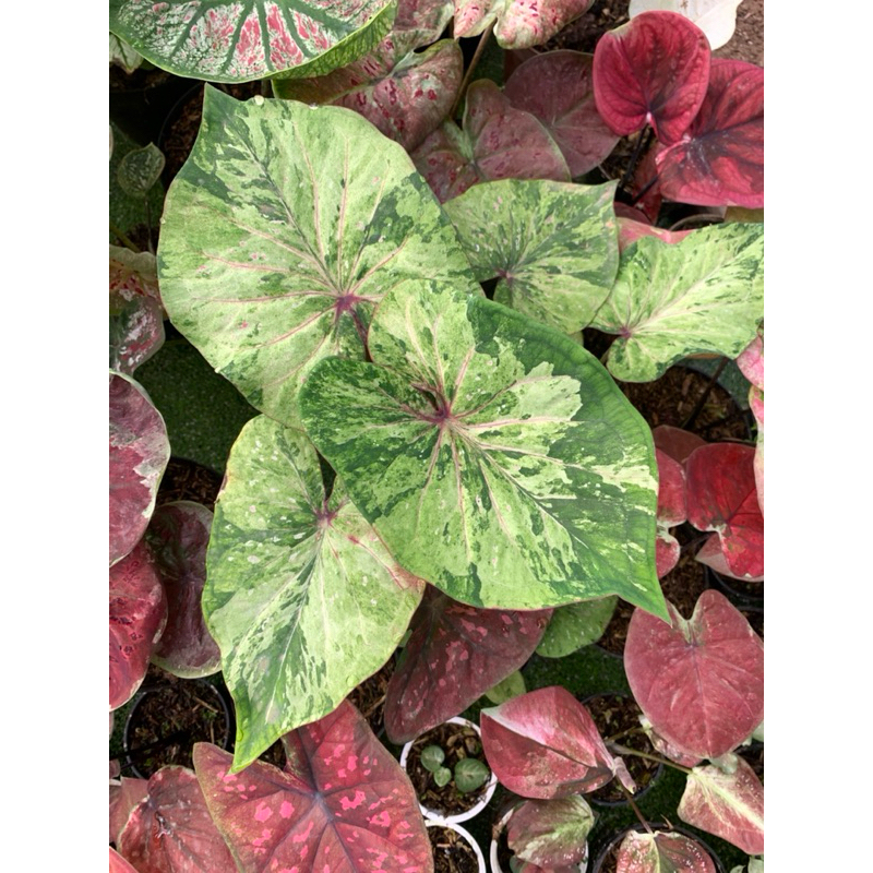 

CALADIUM HYBRID HIJAU SEGAR