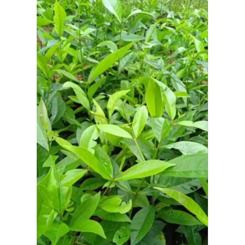 Pohon Salam Pohon Daun Salam