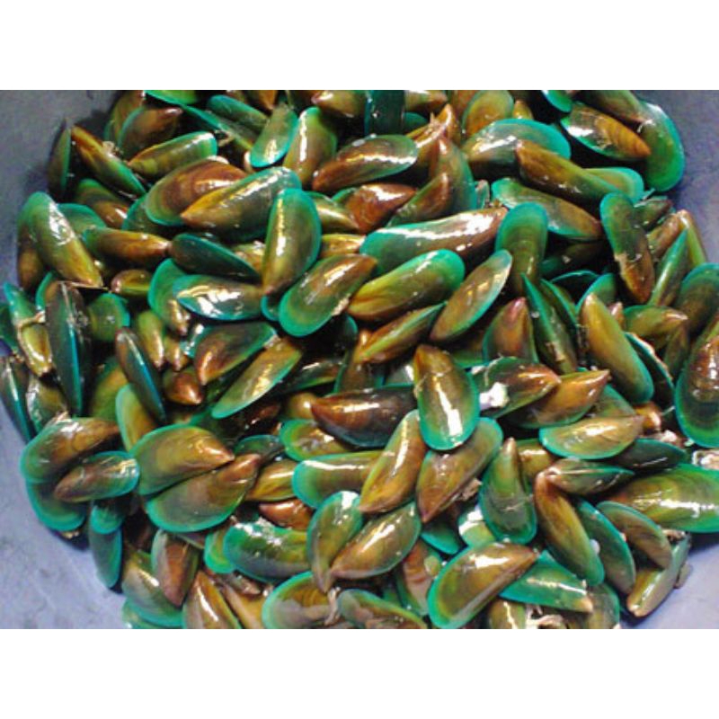

kerang hijau segar