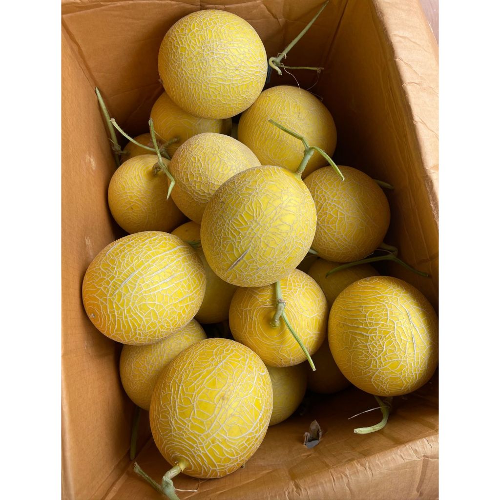 

BUAH MELON PREMIUM GOLDEN INTHANON