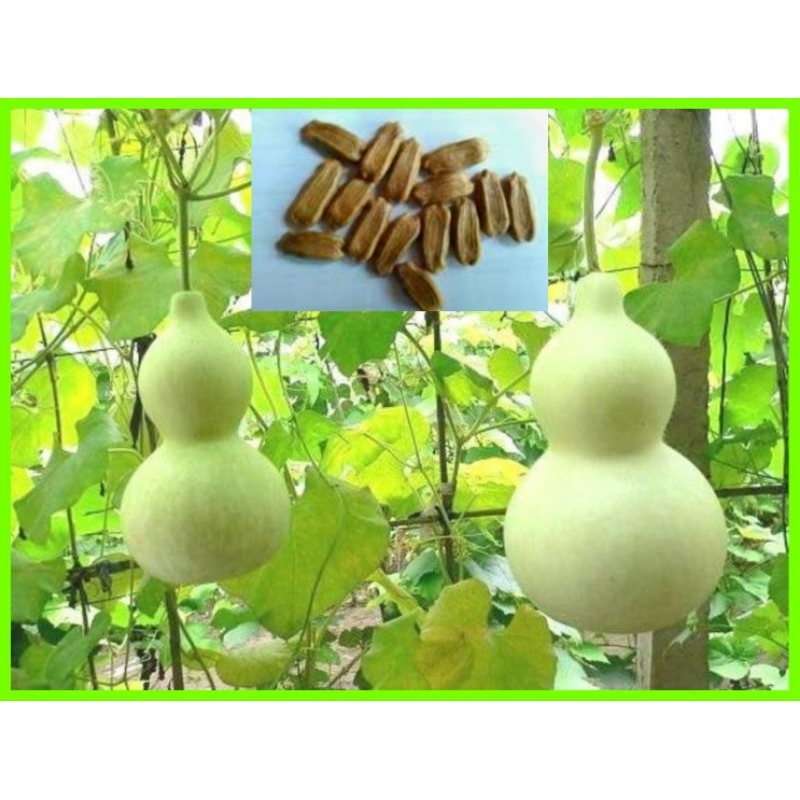 biji benih labu kendi/labu botol isi(25)