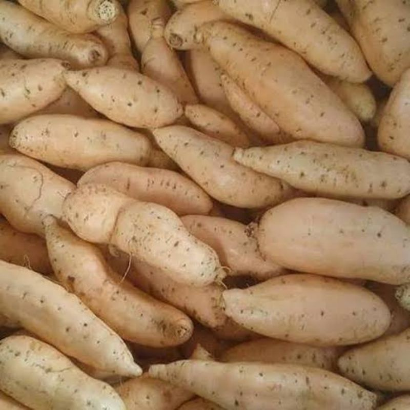 

ubi madu manis wonogiri asli 500g