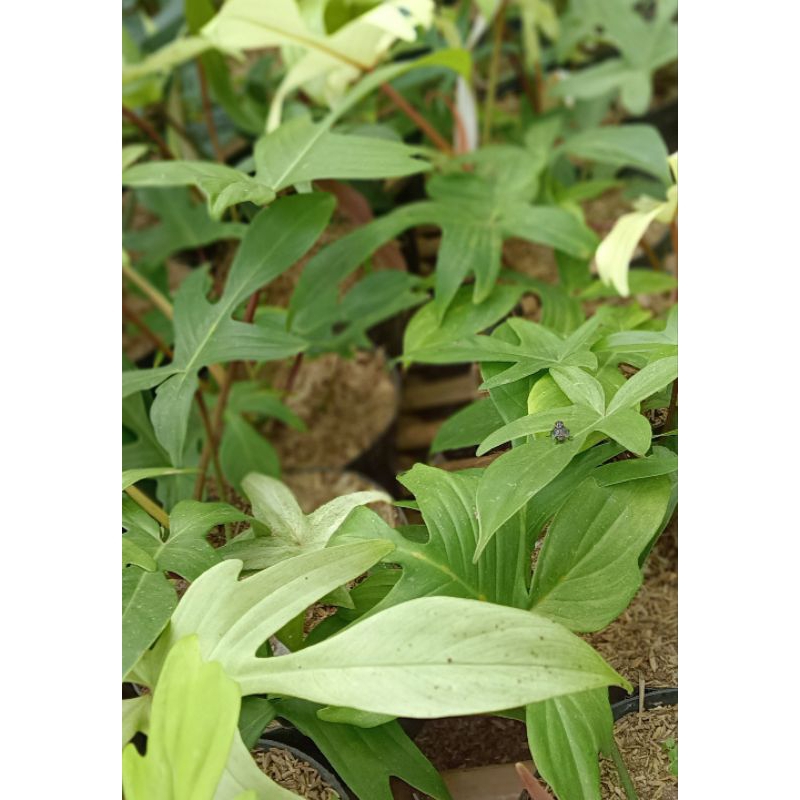 PHILODENDRON FLORIDA