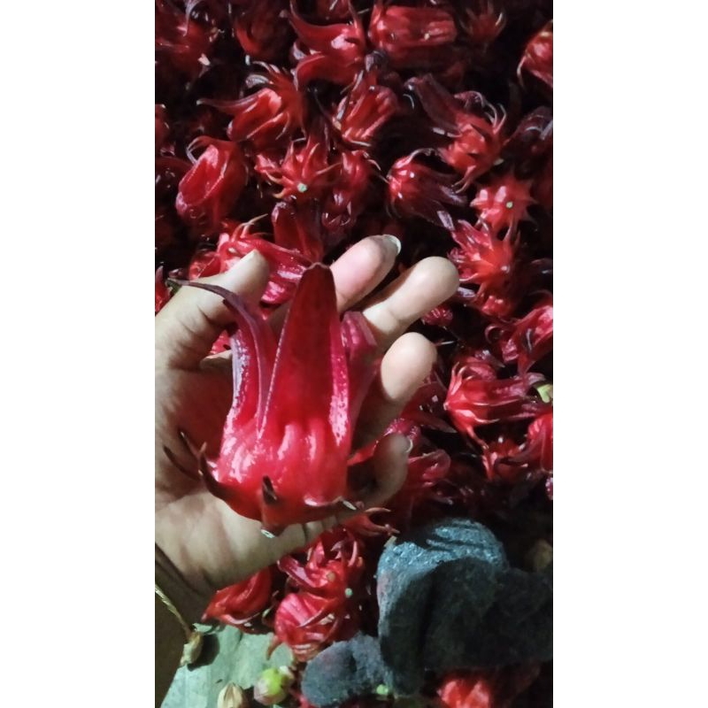 

Teh bunga Rosela kering kemasan 250gr