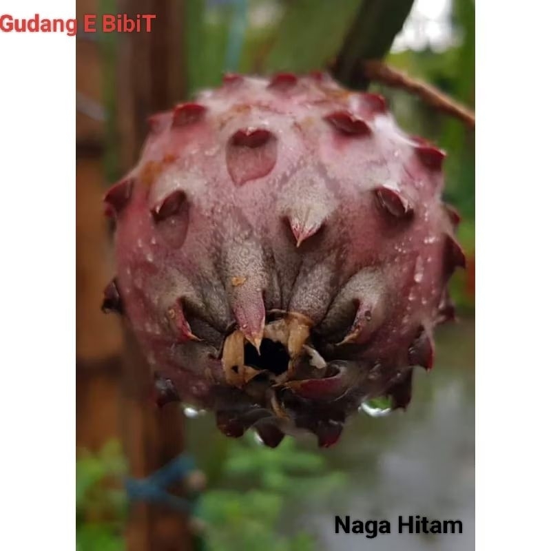 Bibit Buah Naga Hitam Murah