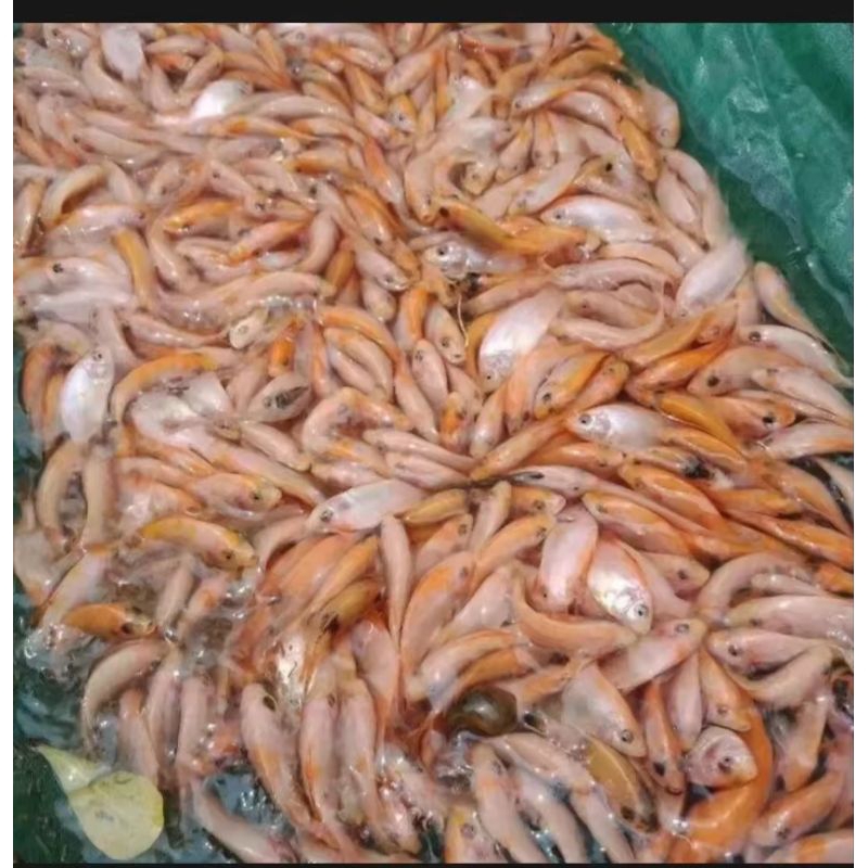 paketan larva nila merah 200 + bonus