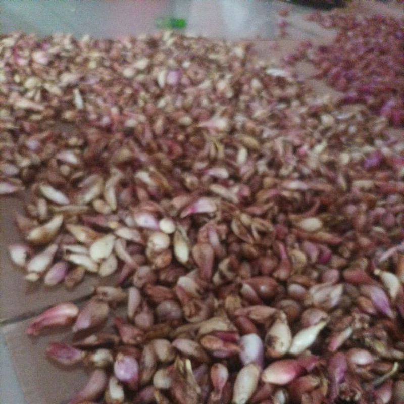 

bawang merah krucilan