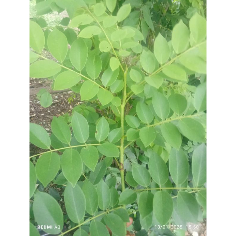 

daun Gamal segar 1 kg